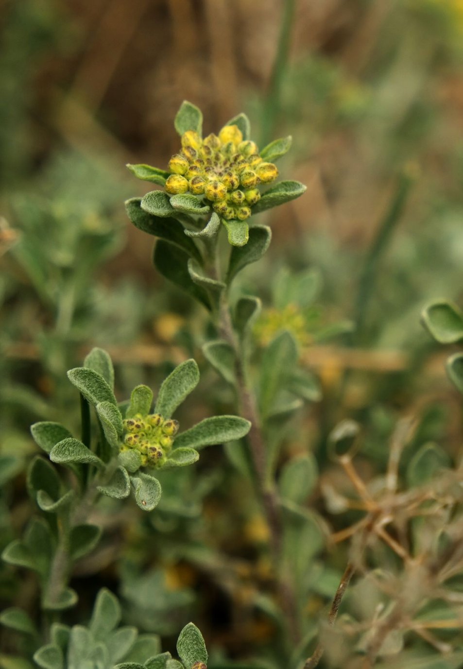 Image of genus Alyssum specimen.