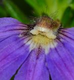 Scaevola humilis