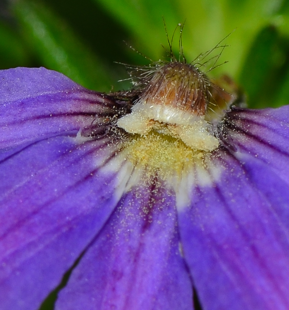 Изображение особи Scaevola humilis.