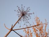 Heracleum sosnowskyi