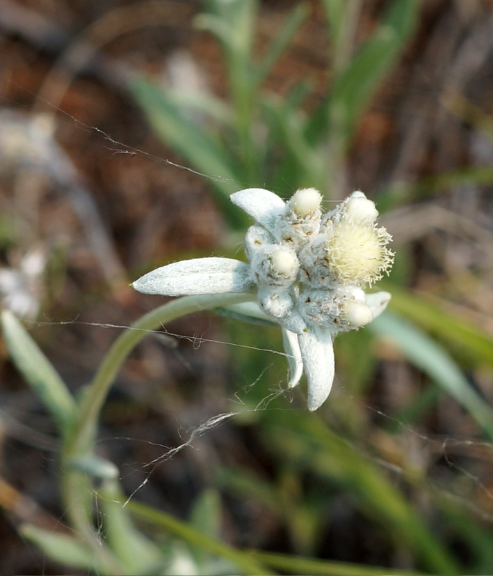 Image of Leontopodium fedtschenkoanum specimen.