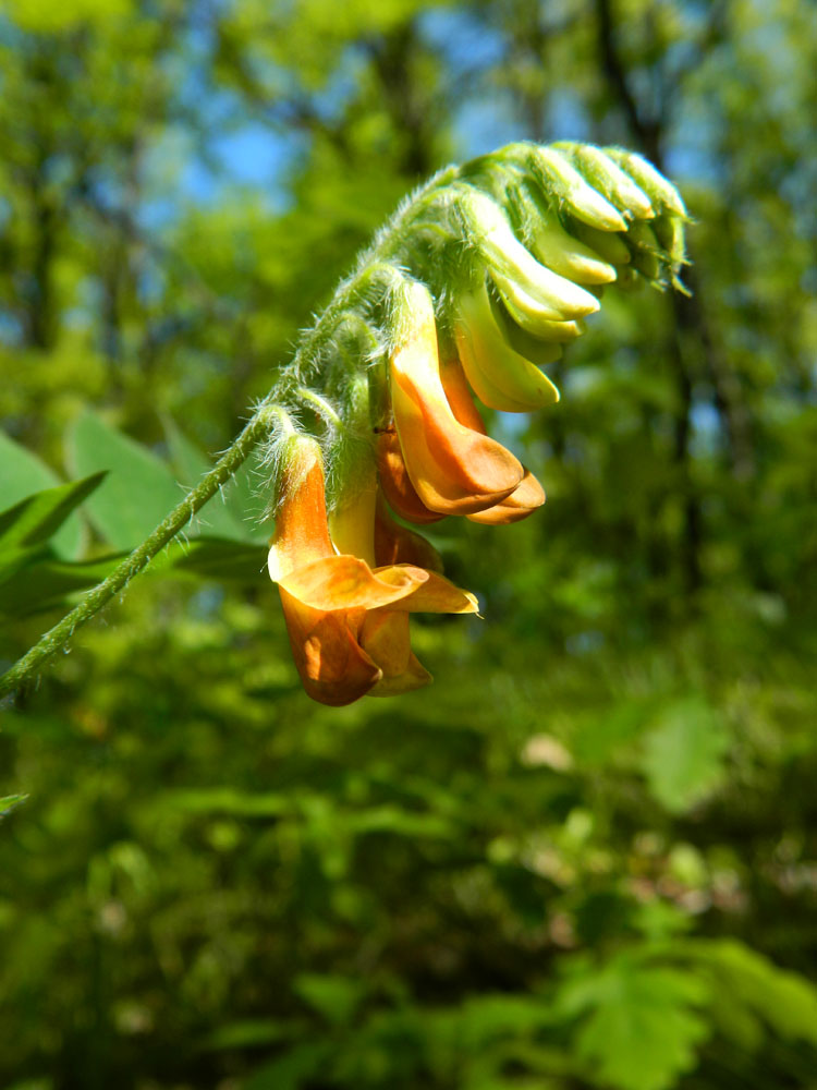 Image of Vicia crocea specimen.