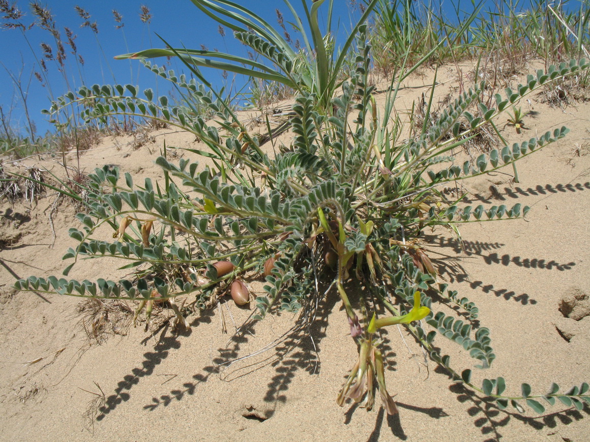 Image of Astragalus farctus specimen.