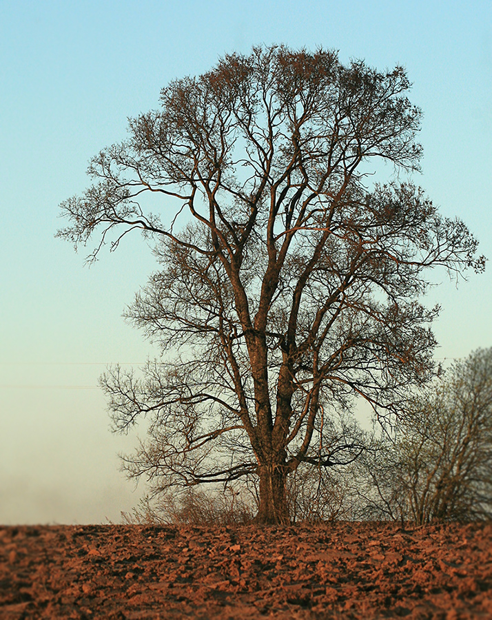 Изображение особи Ulmus laevis.