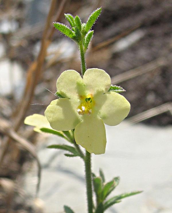 Изображение особи Verbascum orientale.