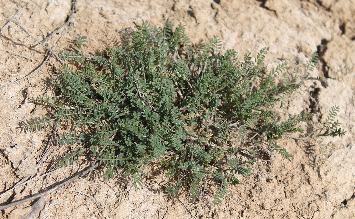 Изображение особи Astragalus austriacus.