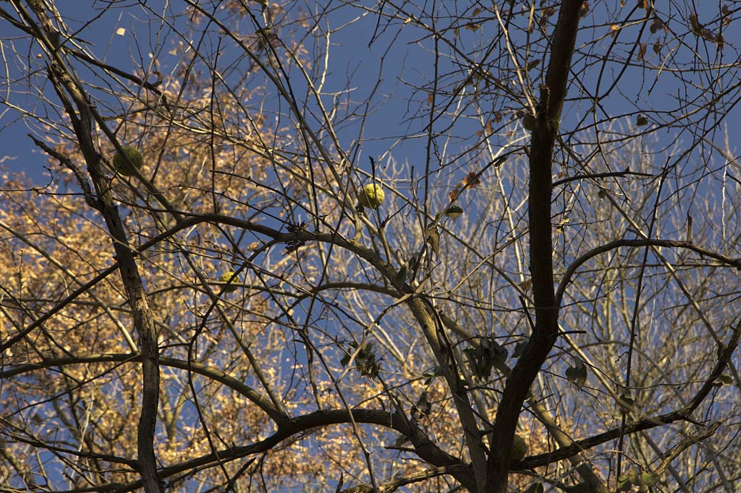 Изображение особи Maclura pomifera.