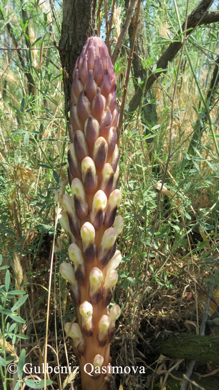 Image of Cistanche fissa specimen.