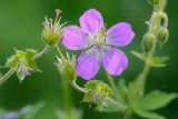 Geranium sylvaticum. Часть соцветия. Татарстан, Нижнекамский р-н, окр. дер. Благодатная, лесостепной участок с чередованием степи и перелесков с преобладанием дуба, среди древостоя. 29 мая 2016 г.