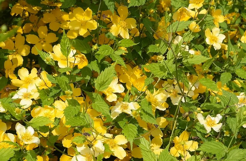 Image of Kerria japonica specimen.