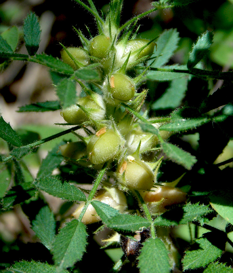 Image of Ononis pusilla specimen.