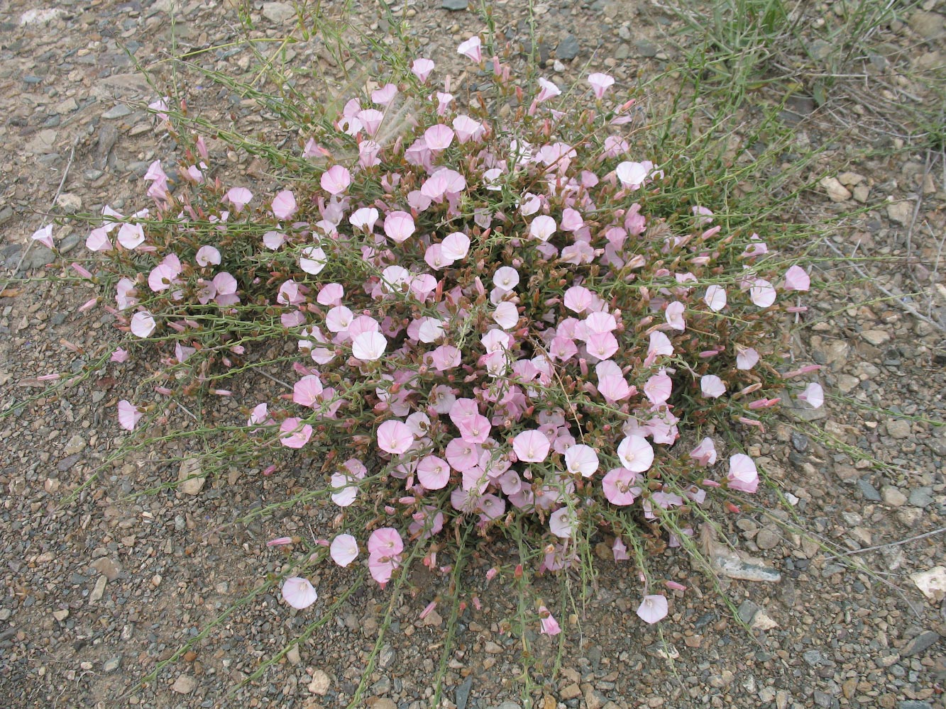 Image of Convolvulus fruticosus specimen.
