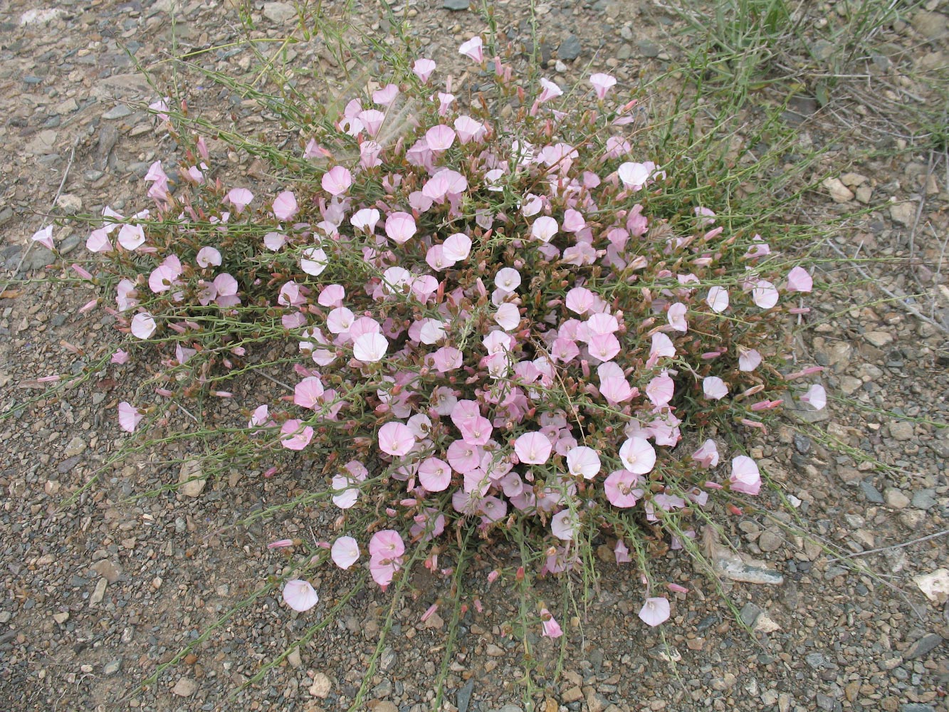 Изображение особи Convolvulus fruticosus.