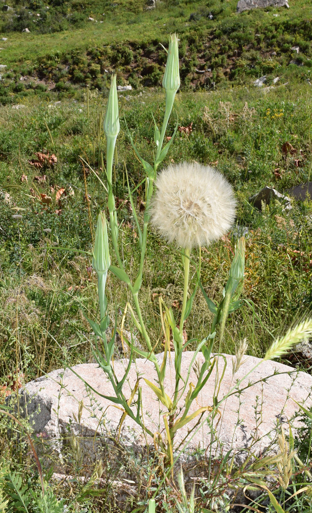 Image of Tragopogon capitatus specimen.