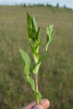 Ononis arvensis