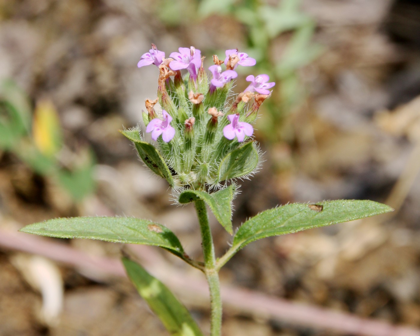 Image of Ziziphora capitata specimen.