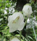 Campanula makaschvilii