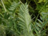 Oxytropis pilosa