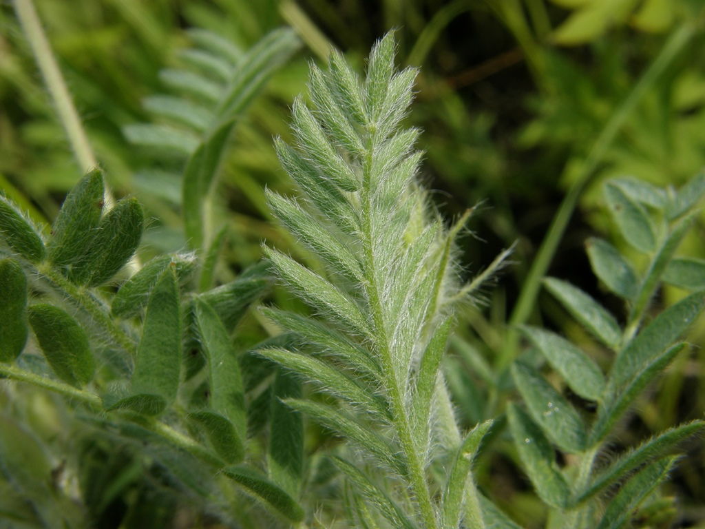 Изображение особи Oxytropis pilosa.