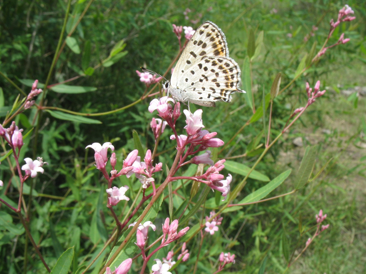 Image of Trachomitum lancifolium specimen.