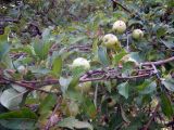 Malus sieversii. Ветвь с плодами, поражёнными паршой. Казахстан, Заилийский Алатау, Аксайское ущелье, около 1600 м н.у.м. Сентябрь 2009 г.