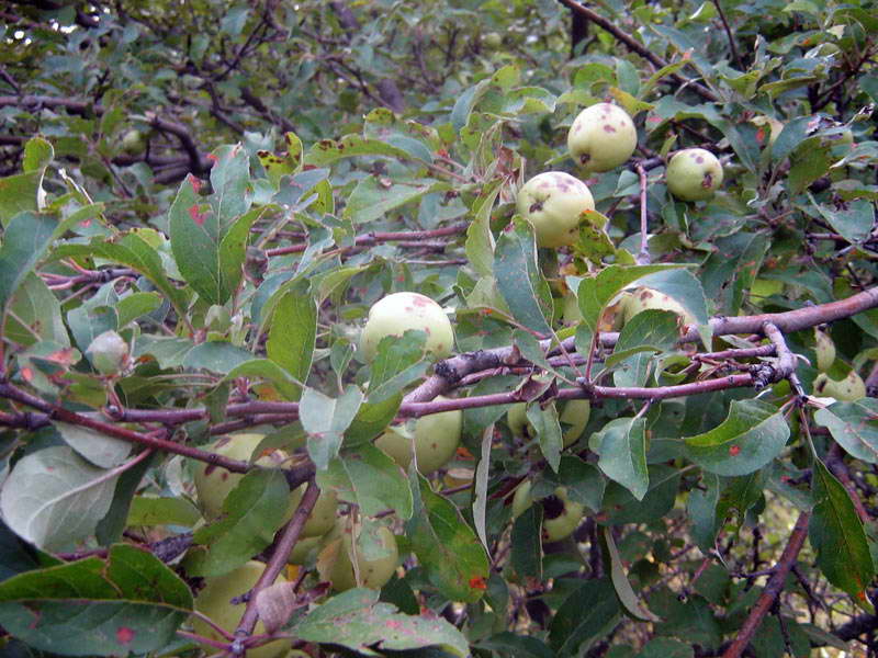 Изображение особи Malus sieversii.