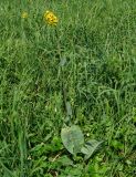 Ligularia altaica