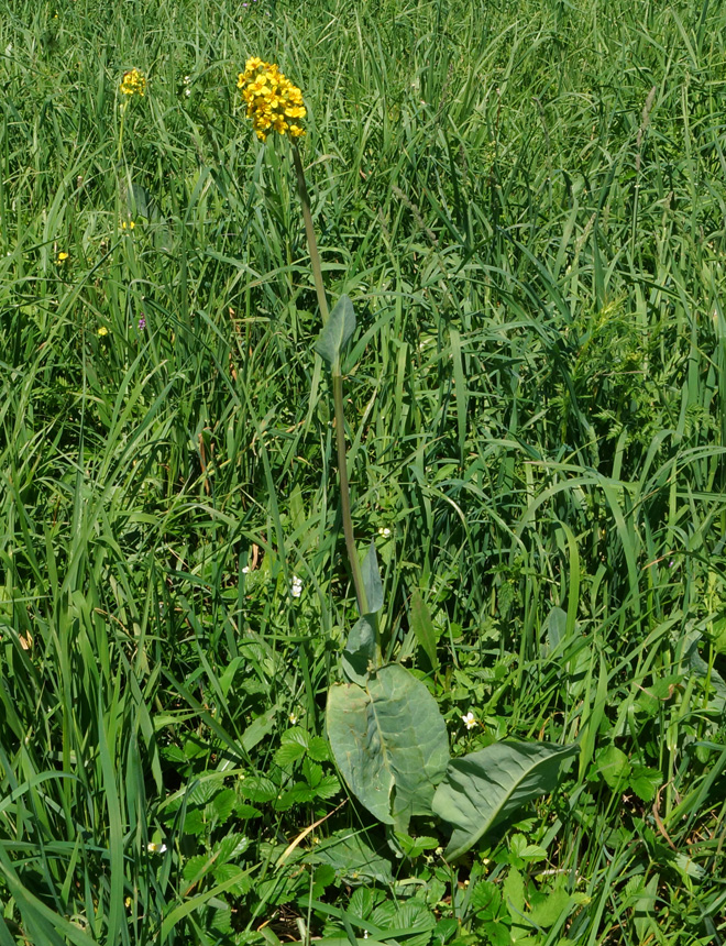 Изображение особи Ligularia altaica.