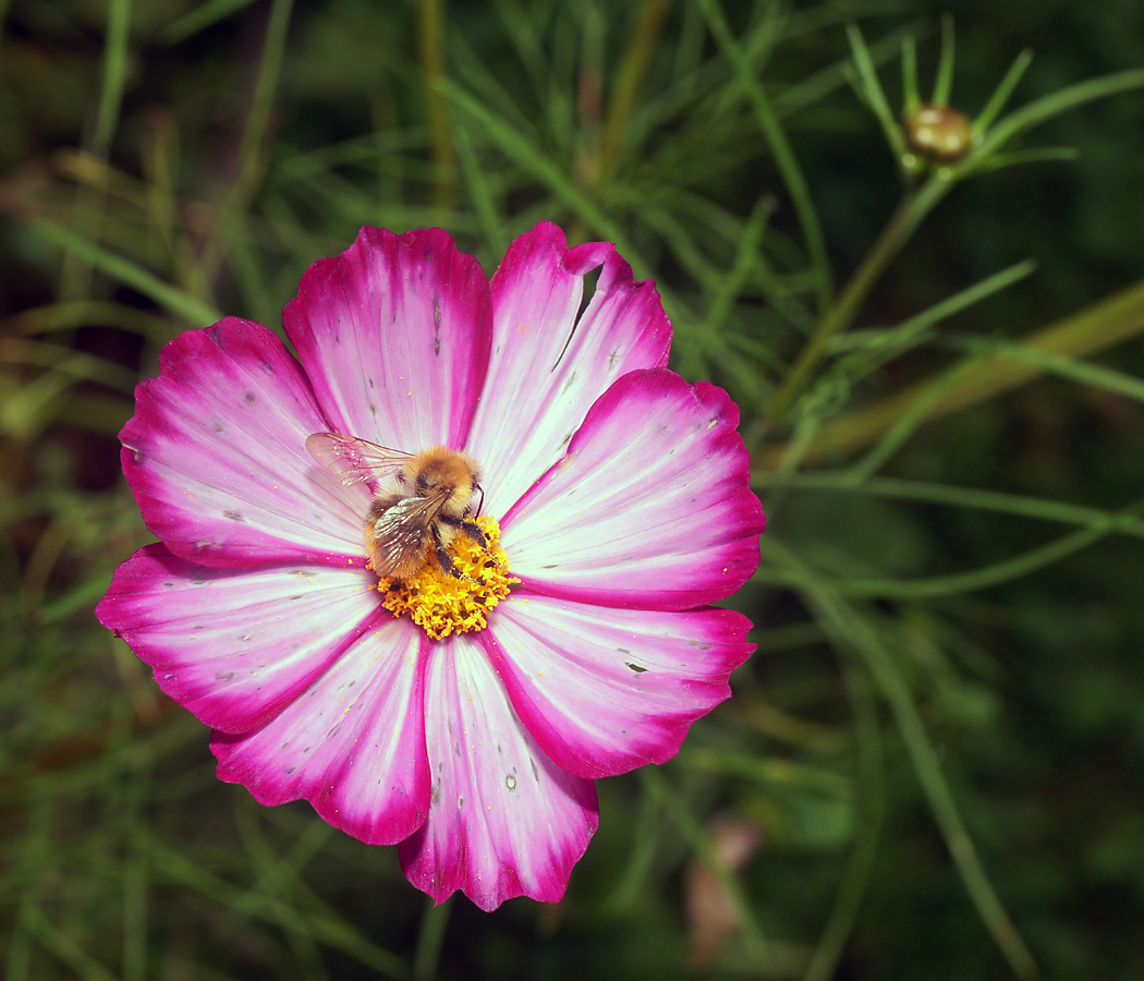 Image of Cosmos bipinnatus specimen.