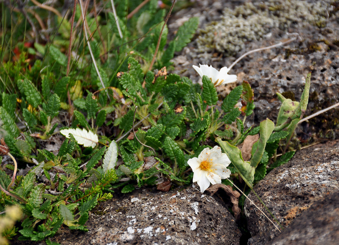 Image of Dryas octopetala specimen.