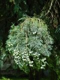 genus Cupressus. Верхушка ветви с шишками. Нидерланды, г. Маастрихт, Aldenhofpark. Июль.