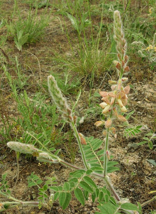 Изображение особи Onobrychis chorassanica.