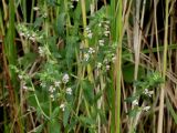 Odontites vulgaris