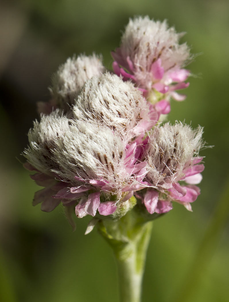 Image of Antennaria dioica specimen.