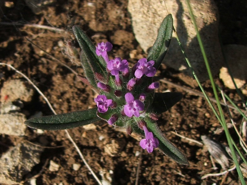 Изображение особи Ziziphora capitata.