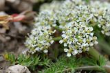 Schulzia albiflora