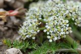 Schulzia albiflora. Листья и элементарные соцветия-зонтики. Казахстан, Алматинская обл., Заилийский Алатау, ущ. Горельник, в р-не моренных озёр, 3250 м н.у.м. 29.08.2016.