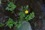 Ranunculus repens