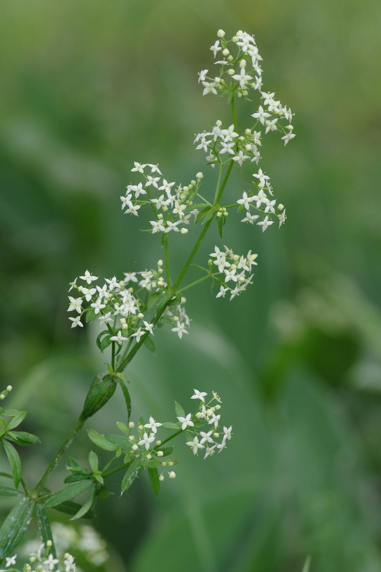 Изображение особи Galium album.