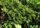 Turraea obtusifolia
