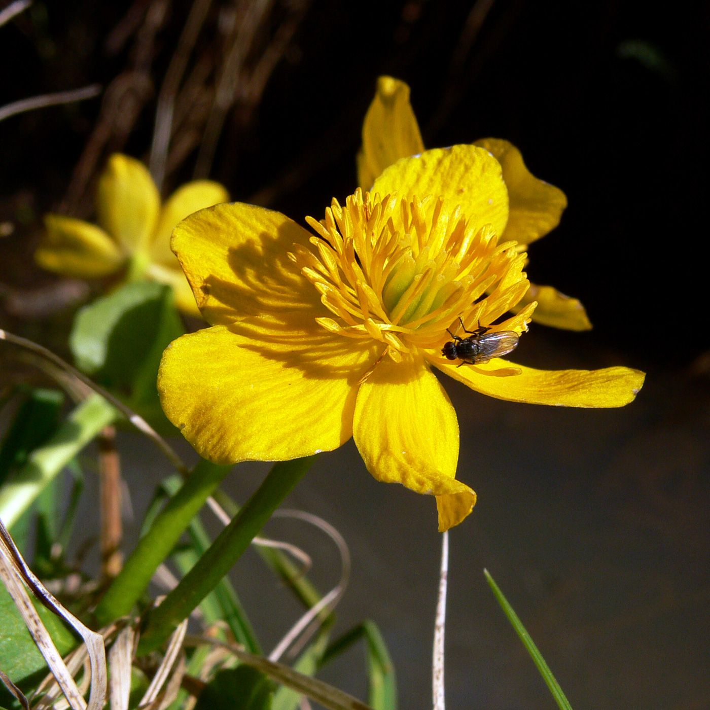 Изображение особи Caltha palustris.