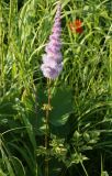 Astilbe chinensis. Верхушка цветущего растения. Амурская обл., Бурейский р-н, левый берег р. Бурея в 2-3 км ниже Нижебурейской ГЭС, под ЛЭП. 18.07.2016.