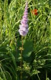 Astilbe chinensis