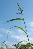 Echinochloa crus-galli