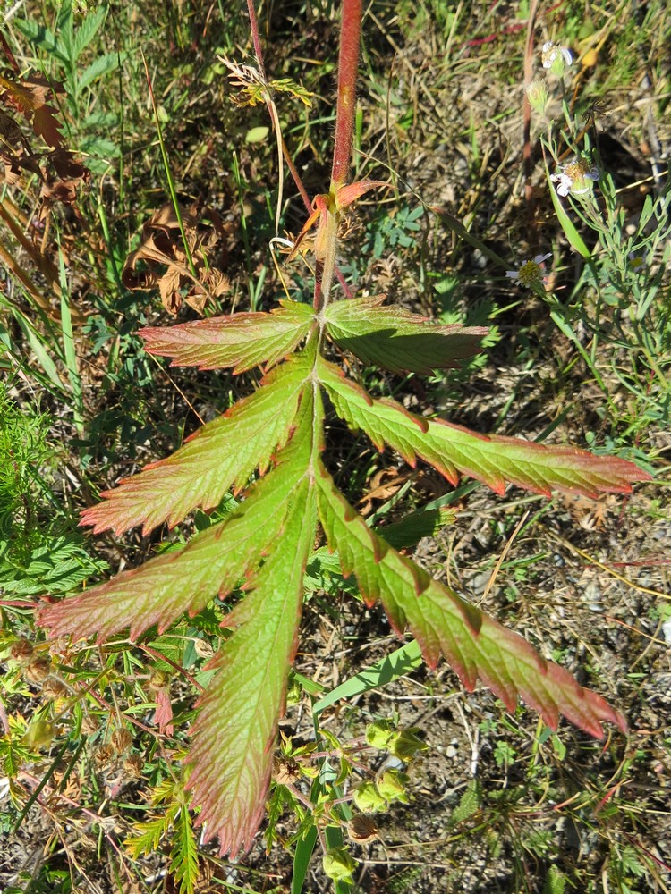 Изображение особи Potentilla longifolia.