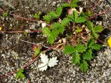 Potentilla rupifraga. Вегетирующее растение и сорванный лист (нижняя сторона). Магаданская обл., Ольский р-н, Ольское побережье, окр. мыса Нюкля, щебнистая терраса над морем. 09.07.2016.