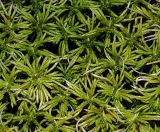 genus Sphagnum. Верхушки побегов гаметофитов. Московская обл., Раменский р-н, окр. ж.-д. платформы Хрипань, смешанный лес у ЛЭП. 13.09.2009.