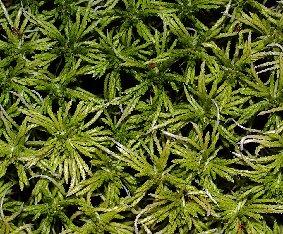 Image of genus Sphagnum specimen.