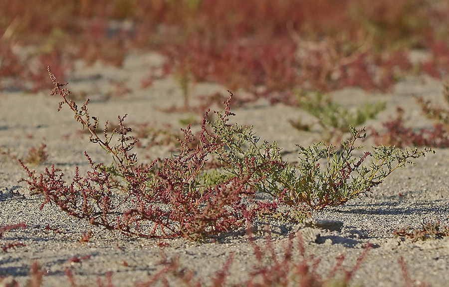 Image of Suaeda sibirica specimen.