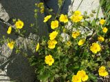 Potentilla fragiformis